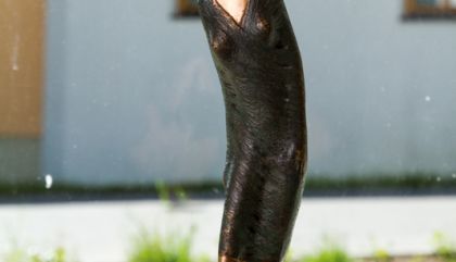 SebastianRainer-Schlaiten-ohdhgal2.jpg
