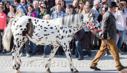 pferdeumzug2017-galerie24-c-brunner