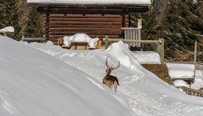 wildparkasslingwinterfutter2
