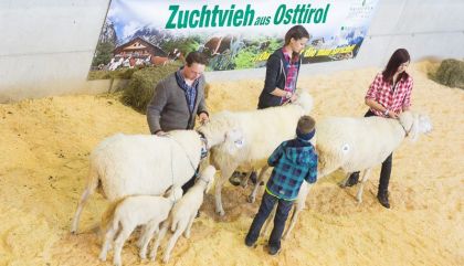 Schaf-Jungzüchterausstellung