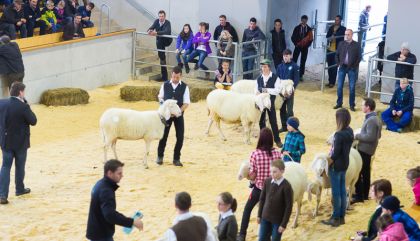 Schaf-Jungzüchterausstellung