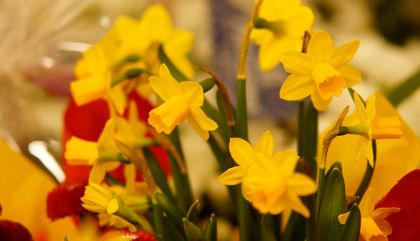 Blumenschmuckprämierung