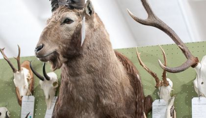 Osttiroler Jägertag