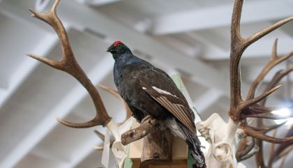 Osttiroler Jägertag