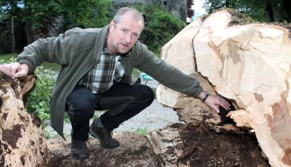 400 Jahre alte Linde vom Schlosspark ist Geschichte