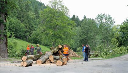 400 Jahre alte Linde vom Schlosspark ist Geschichte