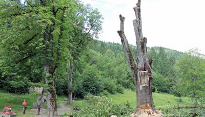 400 Jahre alte Linde vom Schlosspark ist Geschichte