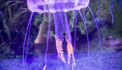 aquarienausstgal-bru435