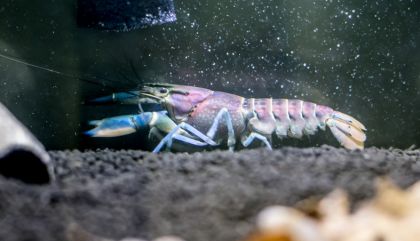 aquarienausstgal-bru397