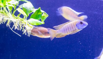 aquarienausstgal-bru369