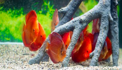 aquarienausstgal-bru358