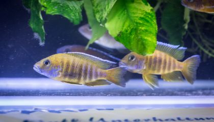 aquarienausstgal-bru345