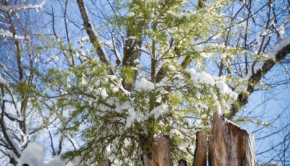 Winterimpressionen aus Osttirol