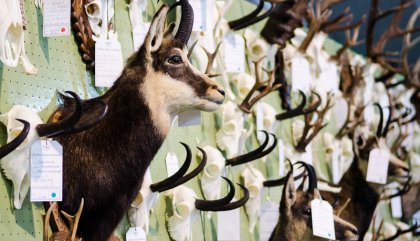 Osttiroler Jägertag Osttiroler Jägertag