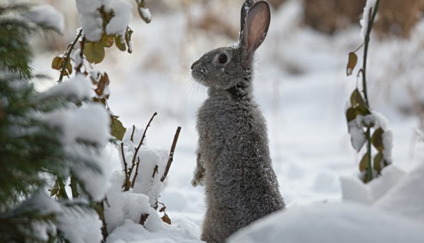 Hase-Fotolia_serikbai Hase-Fotolia_serikbai