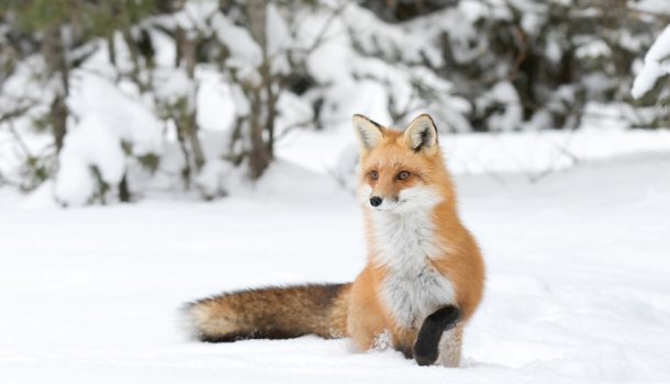 fuchs-Fotolia-jimcumming88 fuchs-Fotolia-jimcumming88