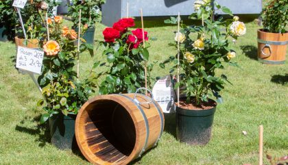 rosenausstellung-lienz-g052-brunner rosenausstellung-lienz-g052-brunner