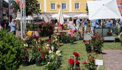 rosenausstellung-lienz-g161-brunner rosenausstellung-lienz-g161-brunner