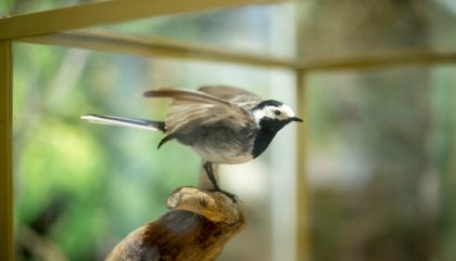 vogelwelt-viannibianchi-g0293-brunner