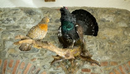 vogelwelt-viannibianchi-g0296-brunner