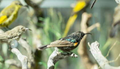 vogelwelt-viannibianchi-g0297-brunner
