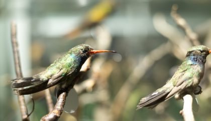 vogelwelt-viannibianchi-g0298-brunner