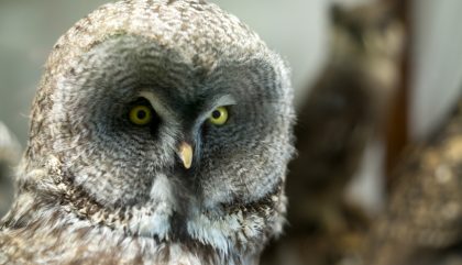 vogelwelt-viannibianchi-g0301-brunner