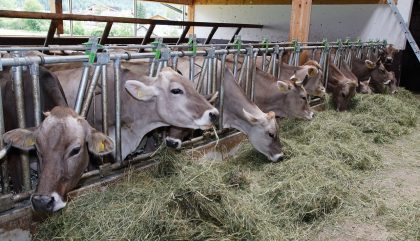 kirschnerhof_c_kraner17 kirschnerhof_c_kraner17