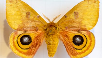 schmetterling-museumbramberg-feldner-c-martinlugger2 schmetterling-museumbramberg-feldner-c-martinlugger2