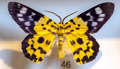 schmetterling-museumbramberg-feldner-c-martinlugger3 schmetterling-museumbramberg-feldner-c-martinlugger3