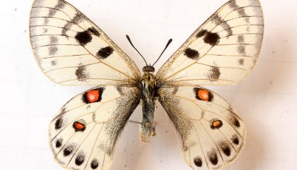 schmetterling-museumbramberg-feldner-c-martinlugger4 schmetterling-museumbramberg-feldner-c-martinlugger4
