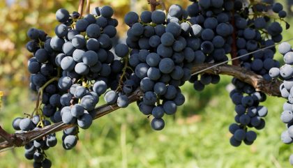 Wein Holzweind Werner_c_privat (5)