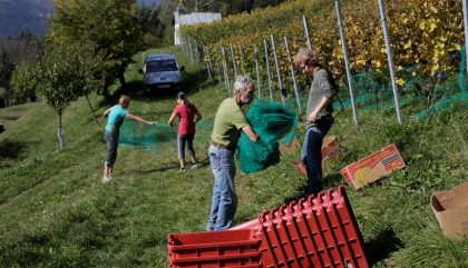 Wein Holzweind Werner_c_privat (8)