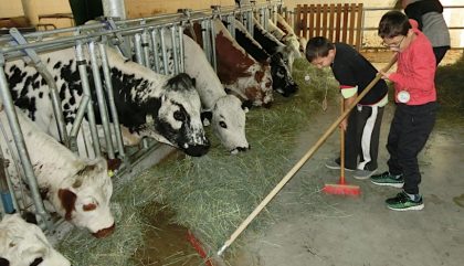 André und Gabriel beim Füttern der Kühe im Stall