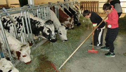 André und Gabriel beim Füttern der Kühe im Stall André und Gabriel beim Füttern der Kühe im Stall