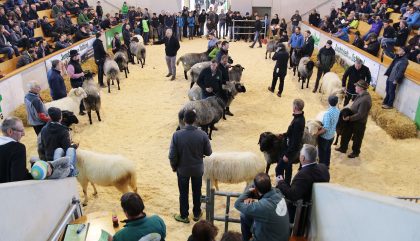Osttiroler-Bezirksschaf-Ausstellung-JuryReihung-c-osttirolheute Osttiroler-Bezirksschaf-Ausstellung-JuryReihung-c-osttirolheute