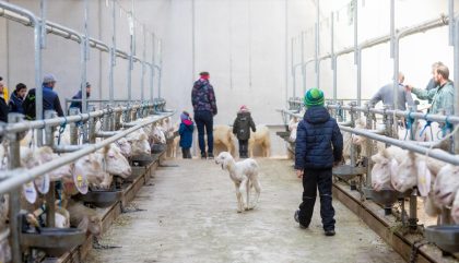 23.02.2019 - Osttiroler Bezirks-Schaf-Ausstellung - Lienz 23.02.2019 - Osttiroler Bezirks-Schaf-Ausstellung - Lienz