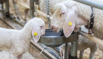 23.02.2019 - Osttiroler Bezirks-Schaf-Ausstellung - Lienz 23.02.2019 - Osttiroler Bezirks-Schaf-Ausstellung - Lienz