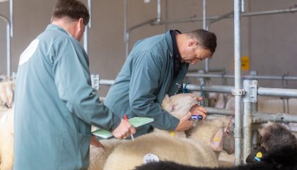 23.02.2019 - Osttiroler Bezirks-Schaf-Ausstellung - Lienz 23.02.2019 - Osttiroler Bezirks-Schaf-Ausstellung - Lienz