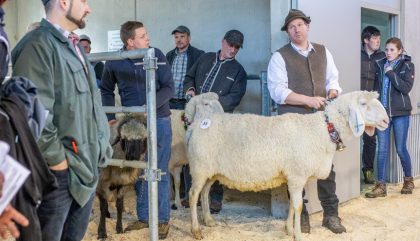 23.02.2019 - Osttiroler Bezirks-Schaf-Ausstellung - Lienz 23.02.2019 - Osttiroler Bezirks-Schaf-Ausstellung - Lienz