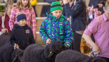 23.02.2019 - Osttiroler Bezirks-Schaf-Ausstellung - Lienz 23.02.2019 - Osttiroler Bezirks-Schaf-Ausstellung - Lienz