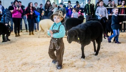 23.02.2019 - Osttiroler Bezirks-Schaf-Ausstellung - Lienz 23.02.2019 - Osttiroler Bezirks-Schaf-Ausstellung - Lienz