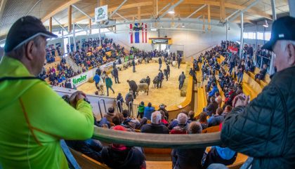 23.02.2019 - Osttiroler Bezirks-Schaf-Ausstellung - Lienz 23.02.2019 - Osttiroler Bezirks-Schaf-Ausstellung - Lienz