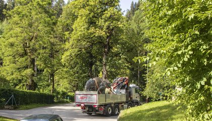 JosPirkner-Bulle-SchlossBruck-Transport2_c-OsttirolHeute JosPirkner-Bulle-SchlossBruck-Transport2_c-OsttirolHeute