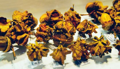 direktoraloiskofler-insektenforschung-c-osttirolheute1 direktoraloiskofler-insektenforschung-c-osttirolheute1