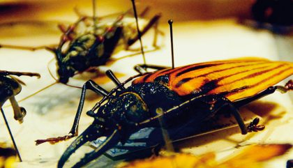 direktoraloiskofler-insektenforschung-c-osttirolheute2 direktoraloiskofler-insektenforschung-c-osttirolheute2