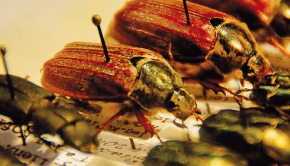 direktoraloiskofler-insektenforschung-c-osttirolheute3 direktoraloiskofler-insektenforschung-c-osttirolheute3
