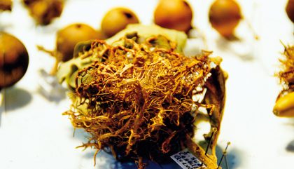direktoraloiskofler-insektenforschung-c-osttirolheute6 direktoraloiskofler-insektenforschung-c-osttirolheute6