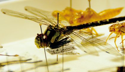 direktoraloiskofler-insektenforschung-c-osttirolheute7 direktoraloiskofler-insektenforschung-c-osttirolheute7