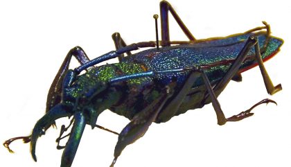 direktoraloiskofler-insektenforschung-c-osttirolheute9 direktoraloiskofler-insektenforschung-c-osttirolheute9